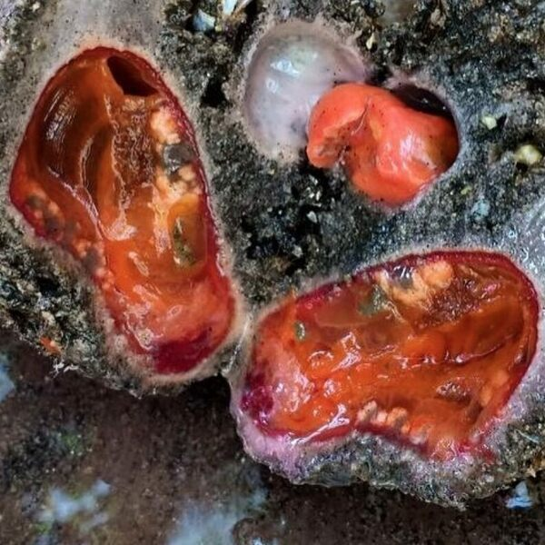 Chúng hút nước có nhiều chất hữu cơ vào trong cơ thể và lọc bỏ các vi sinh vật để ăn. Khi sinh ra, tất cả Pyura Chilensis đều là con đực, nhưng đến tuổi dậy thì, chúng chuyển giới thành lưỡng tính.