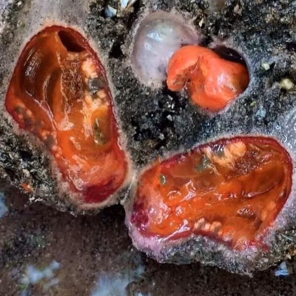 Chúng hút nước có nhiều chất hữu cơ vào trong cơ thể và lọc bỏ các vi sinh vật để ăn. Khi sinh ra, tất cả Pyura Chilensis đều là con đực, nhưng đến tuổi dậy thì, chúng chuyển giới thành lưỡng tính.