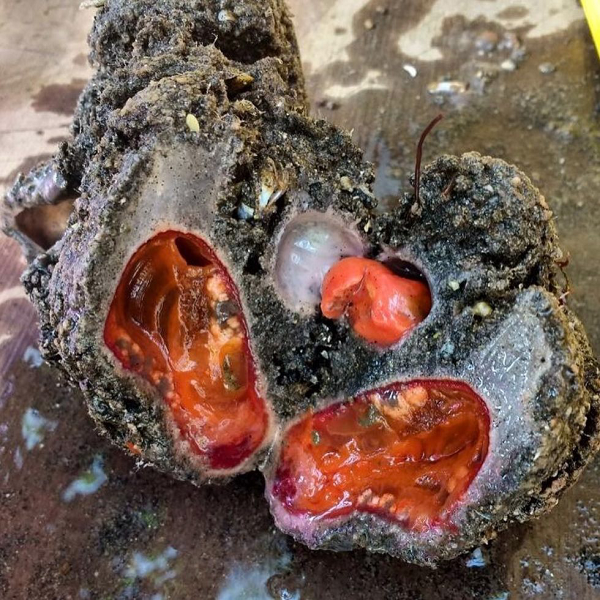 Thức ăn của Pyura Chilensis là các loại vi tảo, Pyura chilensis ăn chúng bằng cách lọc chúng trong nước biển qua một vòi hút.