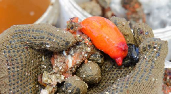 Pyura Chilensis có thể được nấu chín hoặc ăn sống. Họ thường xắt nhỏ, đun sôi và dùng chung với nhiều món ăn khác nhau hoặc chiên chín ăn với bánh mì.