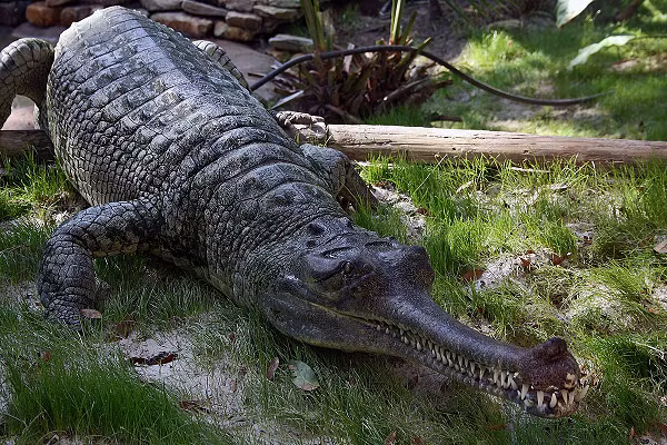 Là thành viên của họ cá sấu mõm dài, chỉ hàm răng của Gharial đã đủ làm người ta chết khiếp. Tuy nhiên, mõm của chúng khá yếu và hẹp, không phù hợp cho việc ăn thịt. Thực đơn chính của chúng là cá, ếch và côn trùng.