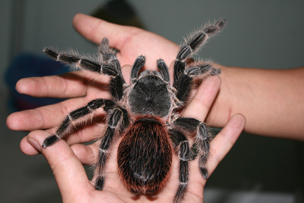 Với thân hình to lớn lại nhiều lông, nhện Tarantula có thể khiến nhiều người cảm thấy khiếp sợ khi phải đối mặt.