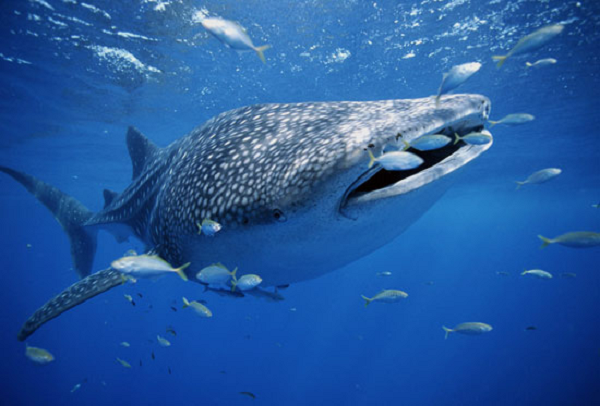 Cá mập voi - whale shark là loài cá mập lớn nhất thế giới. Một con cá mập voi cái có thể dài tới 20m, con đực thì nhỏ hơn một chút. Và giống thì to lớn đáng sợ vậy thôi, cá mập voi không tấn công con người.