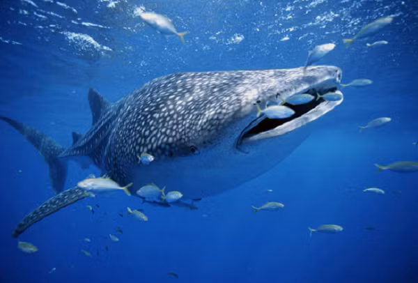 Cá mập voi - whale shark là loài cá mập lớn nhất thế giới. Một con cá mập voi cái có thể dài tới 20m, con đực thì nhỏ hơn một chút. Và giống thì to lớn đáng sợ vậy thôi, cá mập voi không tấn công con người.