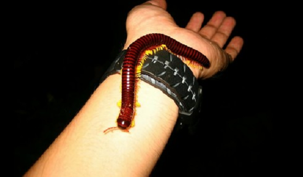 Với kích thước có thể lên tới gần 40cm chiều dài, loài cuốn chiếu châu Phi này được xếp vào loại "hàng khủng" trên thế giới. Chúng sống tại phía đông châu lục, nhiều nhất ở Kenya và Mozambique. Thế nhưng, tất cả những gì chúng muốn làm là lẩn trốn dưới đất đá, ăn lá rụng và sống một cuộc đời yên bình thôi.