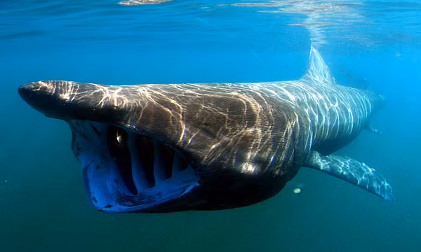Cá nhám phơi nắng (basking shark) - một loài cá mập khổng lồ, cũng là loài cá có kích thước lớn thứ 2 thế giới khi con trưởng thành dài tới 12m và nặng hơn 5 tấn. Kích thước khổng lồ cùng vẻ ngoài đáng sợ khiến ai nhìn thấy chúng cũng muốn tránh thật xa.