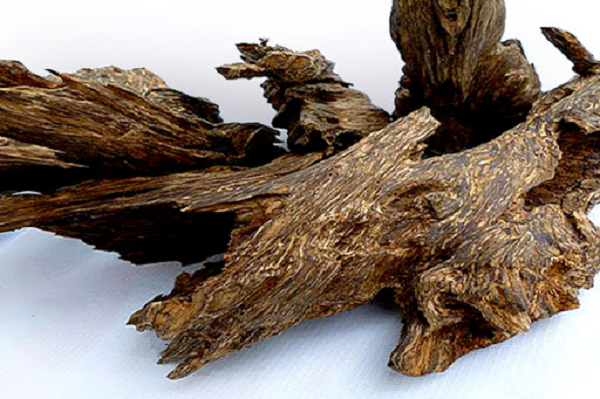 Người ta đưa ra giả thuyết rằng nhiều loại căng thẳng khác nhau, chẳng hạn như bị sét đánh, bị kiến hoặc ong xâm nhập, và thậm chí bị phá hoại bởi các loài động vật lớn đã dẫn đến việc tạo ra trầm hương.