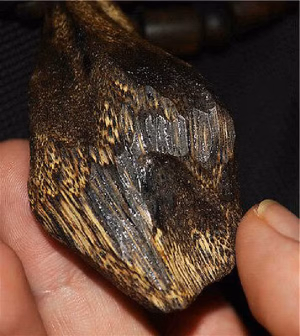 Một chuyến vận chuyển kỳ nam lớn nhất của Mahaffey là một mảnh gỗ 600 năm tuổi nặng 16kg mà anh chàng đã mất 5 năm để tìm ra. Nó được bán với mức giá đáng kinh ngạc 20 triệu USD.