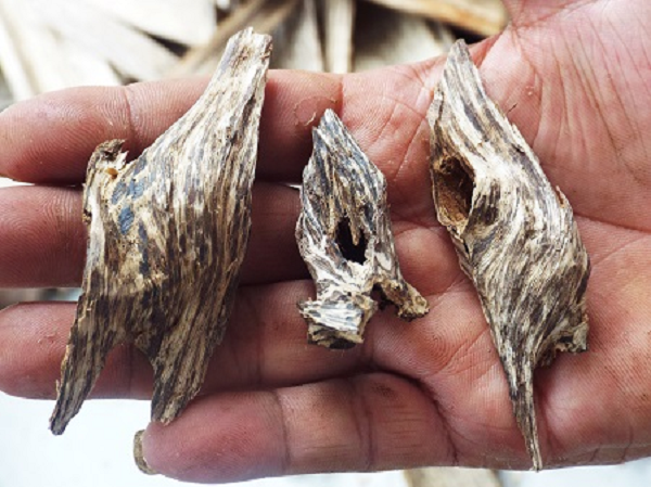 Tâm gỗ của cây trầm hương tương đối không mùi, có màu nhạt nhưng trong điều kiện nhất định cây tiết ra một loại nhựa sẫm màu tạo nên loại trầm hương quý giá là kynam. Trong nhiều thế kỷ, con người đã biết rằng cây trầm chỉ tạo ra trầm hương khi bị tấn công.