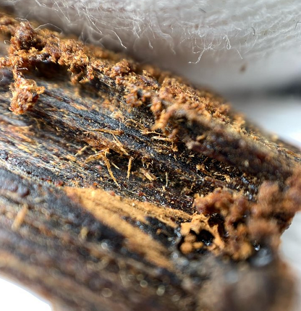 Trầm hương là loại thân gỗ to, chiều cao từ 30 – 40m, vỏ ngoài có màu xám tro. Phiến lá mỏng, mọc so le, mặt trên màu xanh bóng, mặt dưới có màu nhạt hơn và được phủ lông. Lá hình thuôn, rộng 3 – 6cm, dài 8 – 10cm, đầu và cuống đều nhọn.