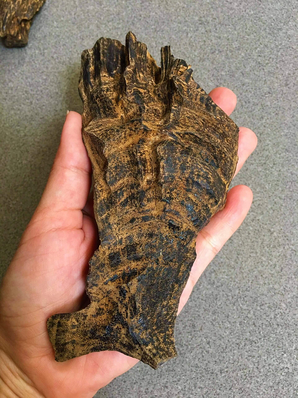 Thậm chí, hy vọng có được trầm hương còn đẩy người ta đến hình thức giao dịch may rủi. Một cây cổ thụ 200 năm tuổi trong ngôi chùa Wat Bang Kradan của Campuchia được cho là một ngày nào đó sẽ sản xuất ra kỳ nam.