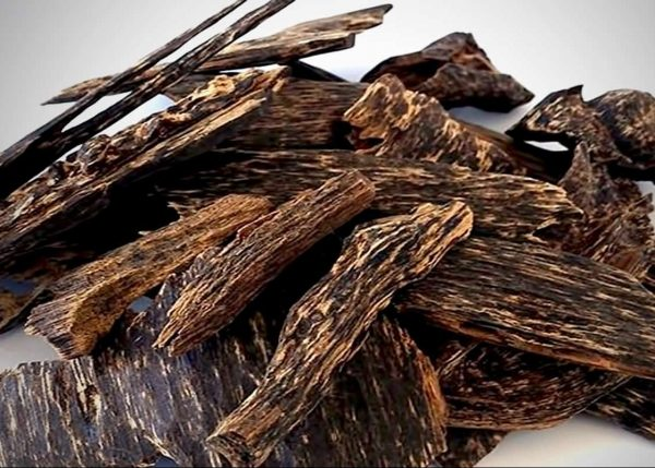 Phialophora ký sinh là loại nấm mốc được cho là đã tạo ra thạch nhựa trong tâm gỗ của cây gỗ trầm. Loại gỗ được nhúng nhựa này có mùi thơm, được sử dụng làm hương và làm tinh chất cho các loại nước hoa đắt tiền, chất lượng cao.