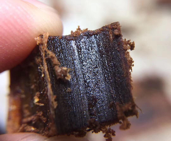 Đây là loại gỗ hiếm nhất trên trái đất. Nó hiếm hơn titan, uranium, bạch kim, hiếm hơn kim cương. Nó có thể có giá 10.000 USD cho một gram. Ở Thượng Hải, họ đã bán một miếng cách đây hai hoặc ba năm với giá 18 triệu USD cho hai kg kynam.