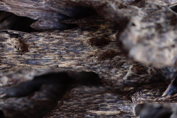 Người ta đã học cách lây nhiễm nấm mốc vào cây trầm để kích thích tạo trầm hương, và hiện nay đã có nhiều đồn điền ở các nước châu Á khác nhau, từ Indonesia đến Myianmar và Việt Nam, chuyên sản xuất gỗ trầm hương.