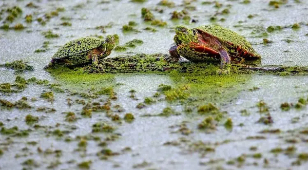 Nếu sống gần nguồn nước ngọt, khả năng cao bạn đã tận mắt chứng kiến tảo có hại sinh sôi gần bờ nước và khiến động vật bản địa chết hàng loạt.