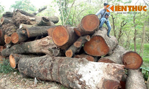 21 cau hoi ve chat cay xanh HN khien “quan” lung tung