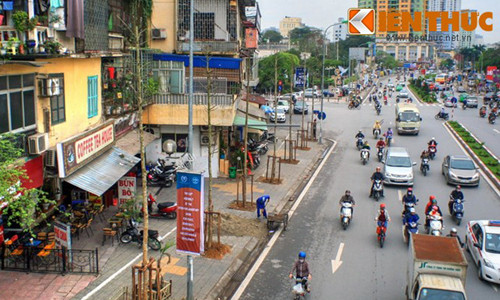 Sở Xây dựng khẳng định cây đang trồng trên đường Nguyễn Chí Thanh là cây vàng tâm.