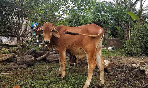 Một con bò chính sách được người dân nhận nuôi ở xã Triệu Độ. Nguồn PLO.