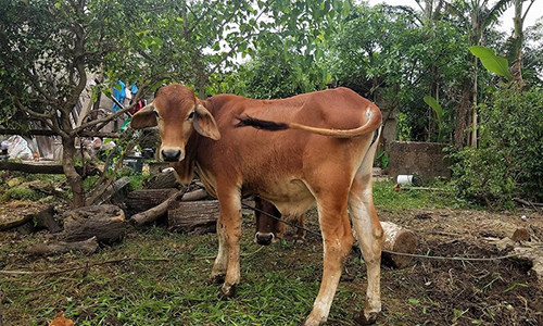 Một con bò chính sách được người dân nhận nuôi ở xã Triệu Độ. Nguồn PLO.