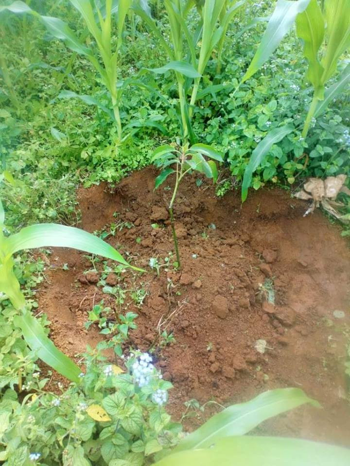 Cong ty ca phe Thai Hoa bi “to” nho cay cua dan: Chinh quyen noi gi?-Hinh-2