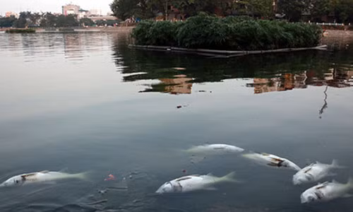 Cá nổi chết ở hồ Hoàng Cầu (Đống Đa, Hà Nội) vào ngày 29/5.