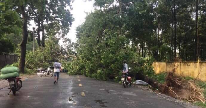Tuyến đường bị ùn tắc do cây đổ.