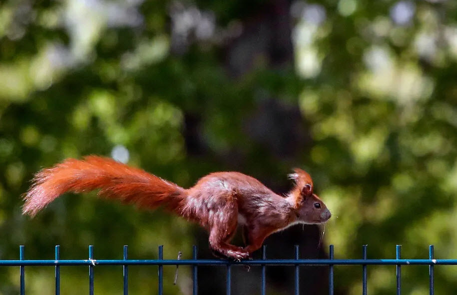 Sóc đỏ chạy trên hàng rào ở thành phố Berlin, Đức. (Nguồn Guardian)