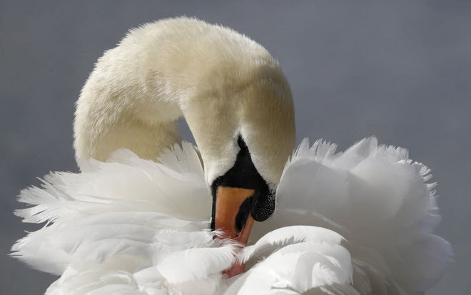 Chim thiên nga rỉa lông trong công viên Hyde Park ở thành phố London, Anh. (Nguồn Guardian)