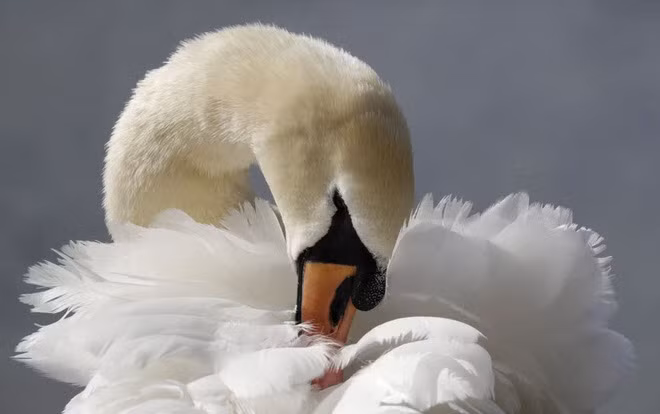 Chim thiên nga rỉa lông trong công viên Hyde Park ở thành phố London, Anh. (Nguồn Guardian)