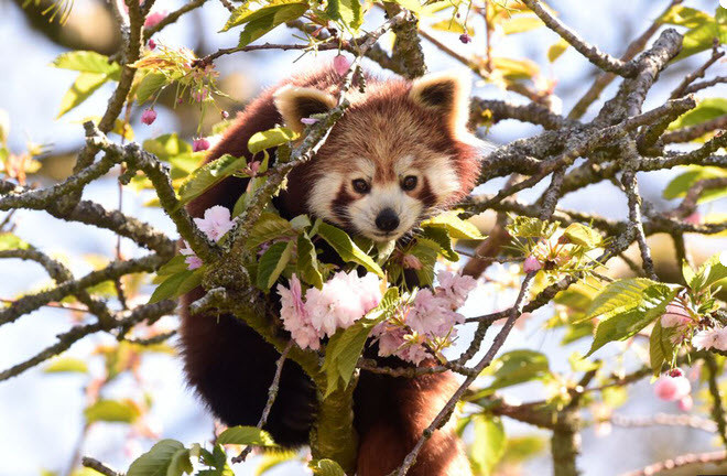 Gấu trúc đỏ nghỉ ngơi trên cây hoa anh đào trong công viên động vật hoang dã Manor ở St. Florence, Xứ Wales. (Nguồn Guardian)