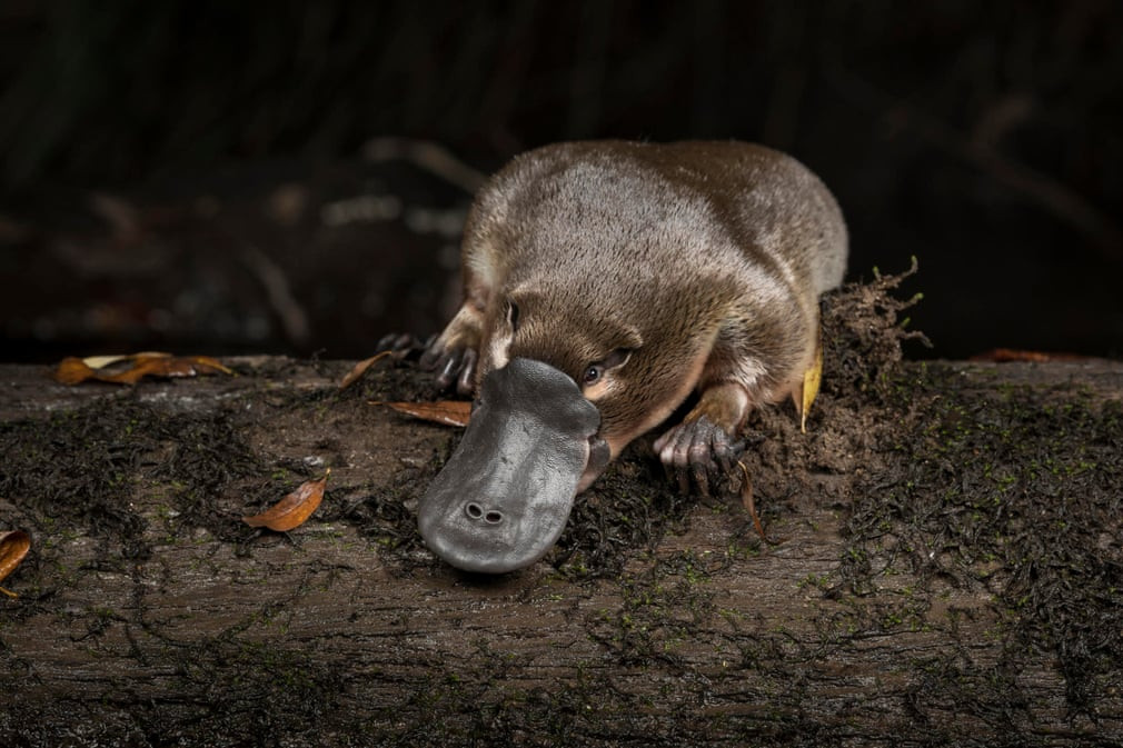 Thú mỏ vịt nằm thư giãn trên khúc gỗ dưới sông Little Yarra ở Victoria, Australia. (Nguồn Guardian)