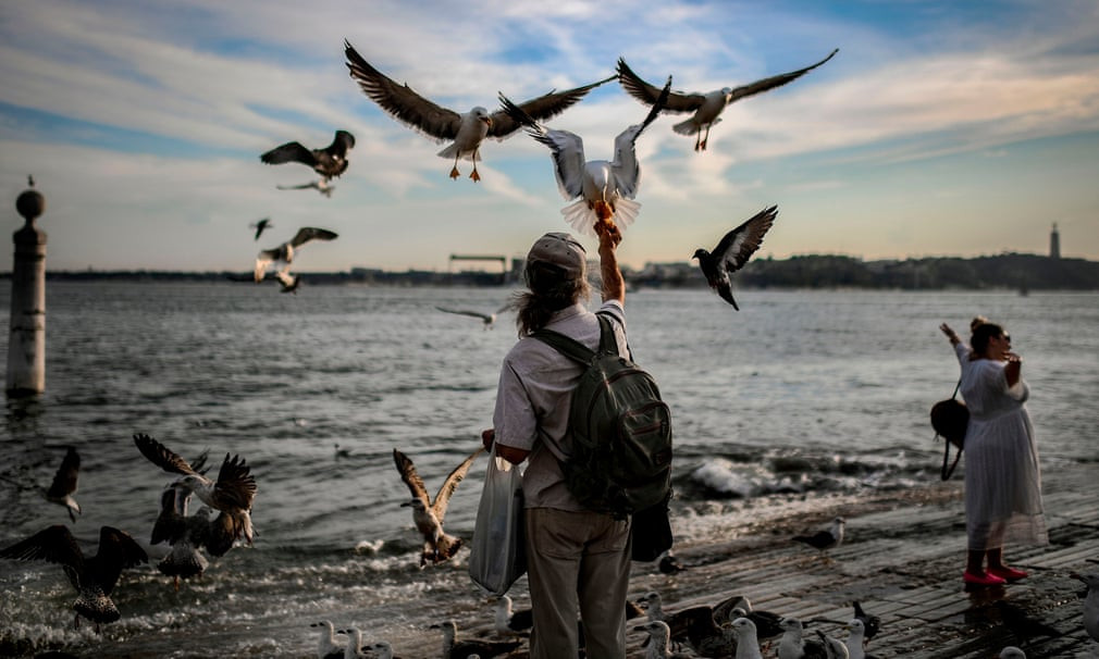Người đàn ông cho chim mòng biển ăn ở thành phố Lisbon, Bồ Đào Nha. (Nguồn Guardian)