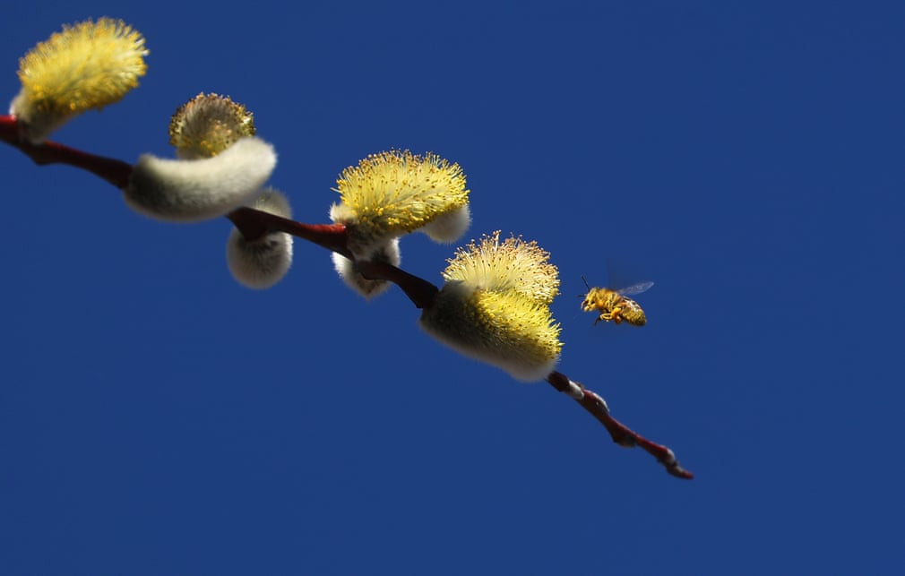 Ong bay quanh những bông hoa đuôi sóc ở thành phố Schwangau, Đức. (Nguồn Guardian)