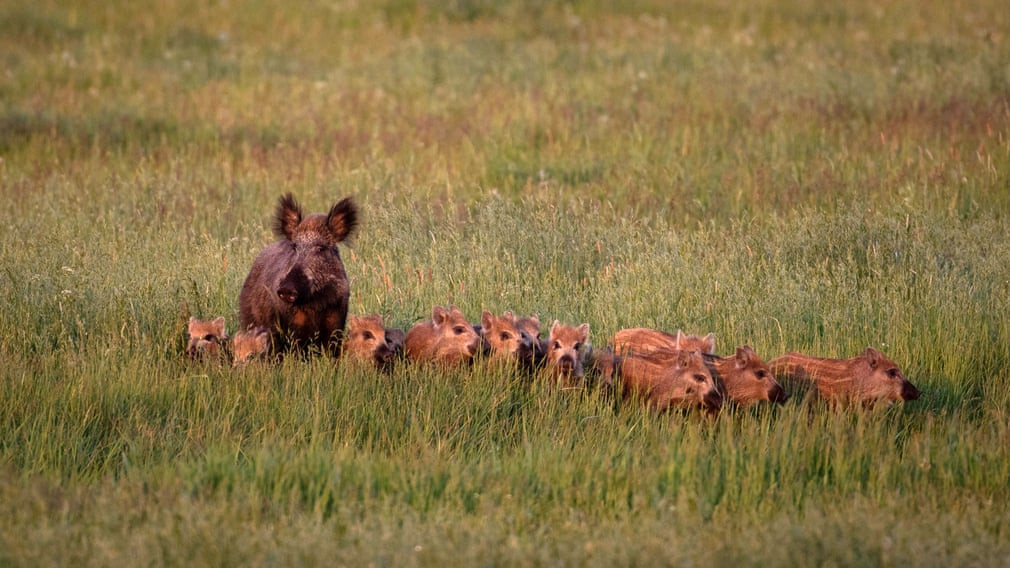Lợn rừng và đàn con của nó đi trên đồng cỏ ở Mecklenburg-Vorpommern, Đức. (Nguồn Guardian)