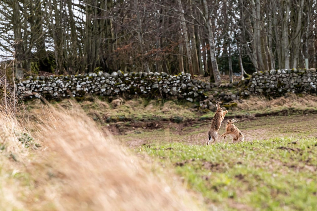 Cặp thỏ nâu tán tỉnh nhau trong mùa sinh sản trên một trang trại ở Kelso, Scotland (Nguồn Guardian)