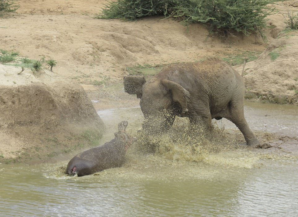 Hà mã quyết chiến với voi rừng để bảo vệ con của nó trong công viên động vật hoang dã Erindi, Namibia. (Nguồn Guardian)