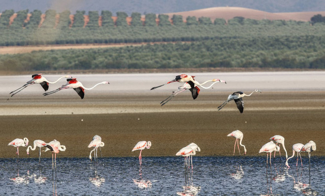 Đàn chim hồng hạc kiếm ăn trong một khu bảo tồn thiên nhiên ở thành phố Fuente de Piedra, Tây Ban Nha. (Nguồn Guardian)