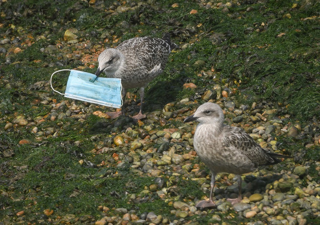 Chim mòng biển ngậm khẩu trang đã sử dụng trên bờ biển ở Dover, Anh. (Nguồn Guardian)