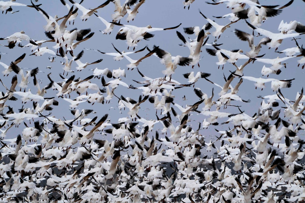 Đàn ngỗng tuyết đạp xuống một trang trại ở Ruthsburg, Maryland, Mỹ. (Nguồn Guardian)