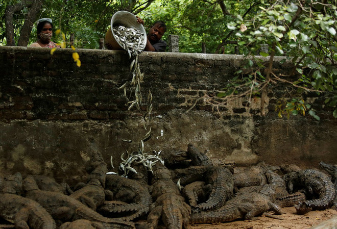 Nhân viên chăm sóc động vật cho cá sấu ăn trong vườn thú ở thành phố Mahabalipuram, Ấn Độ. (Nguồn Guardian)