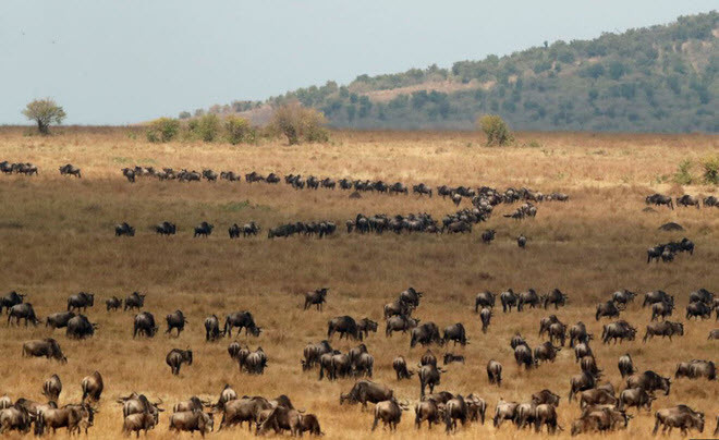Linh dương đầu bò chuẩn bị vượt sông Mara trong hành trình di cư trong khu bảo tồn Maasai Mara ở Kenya. (Nguồn Guardian)