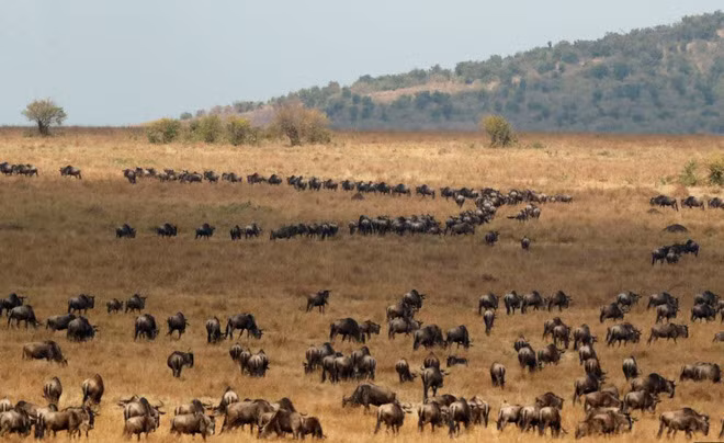 Linh dương đầu bò chuẩn bị vượt sông Mara trong hành trình di cư trong khu bảo tồn Maasai Mara ở Kenya. (Nguồn Guardian)