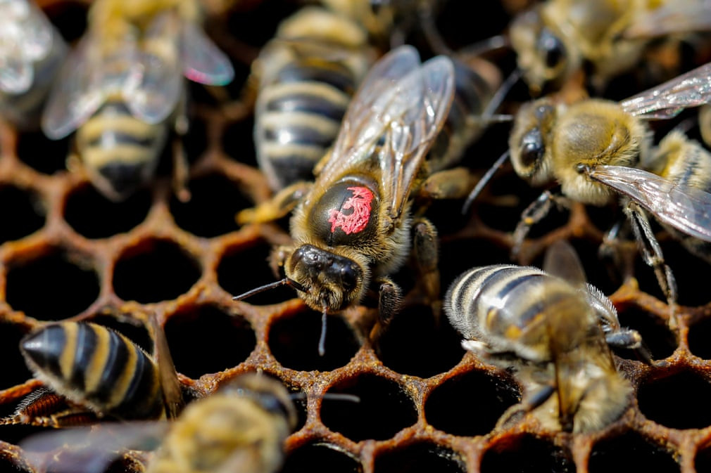 Ong chúa được bao quanh bởi những con ong thợ trên tổ của chúng tại ngôi làng Ripanj gần Belgrade, Serbia. (Nguồn Guardian)