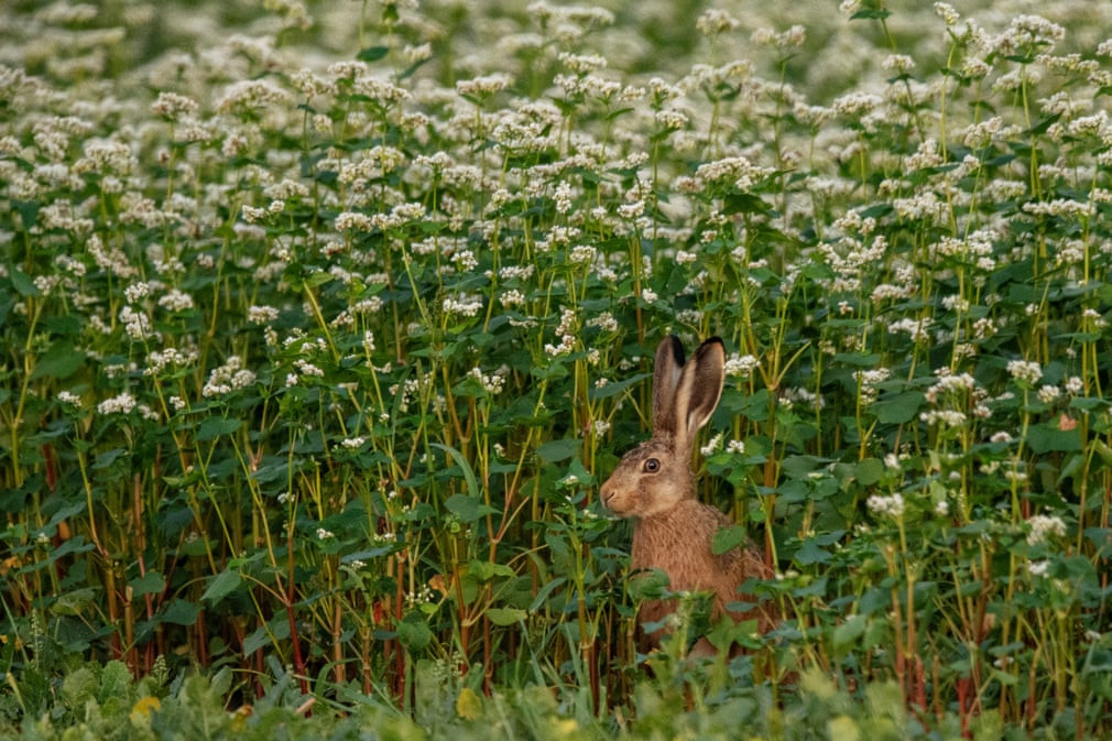 Thỏ đứng giữa cánh đồng tam giác mạch ở Herrnleis, Áo. (Nguồn Guardian)
