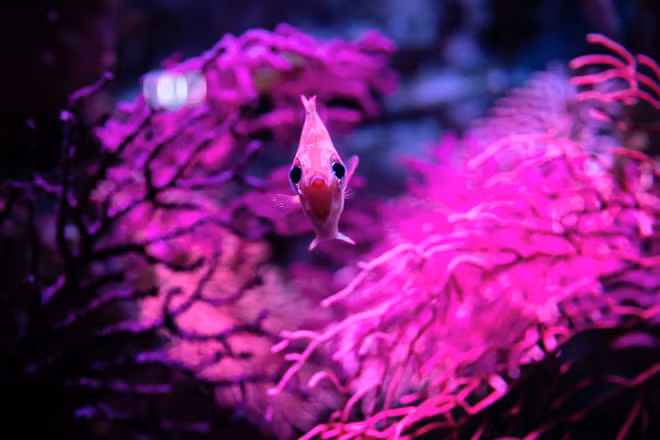 Chú cá nhỏ bơi trong công viên hải dương ở thành phố Paris, Pháp. (Nguồn Guardian)