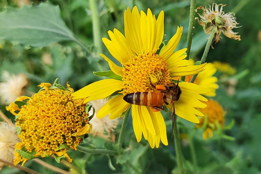 Ong hút phấn hoa tại ngôi làng Ajmer ở Rajasthan, Ấn Độ. (Nguồn Guardian)
