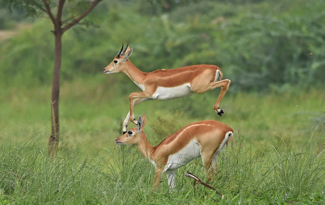 Linh dương chạy dọc cánh đồng tại ngôi làng Kanjari ở ngoại ô thành phố Ahmedabad, Ấn Độ. (Nguồn Guardian)