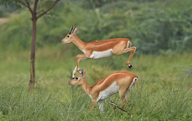 Linh dương chạy dọc cánh đồng tại ngôi làng Kanjari ở ngoại ô thành phố Ahmedabad, Ấn Độ. (Nguồn Guardian)