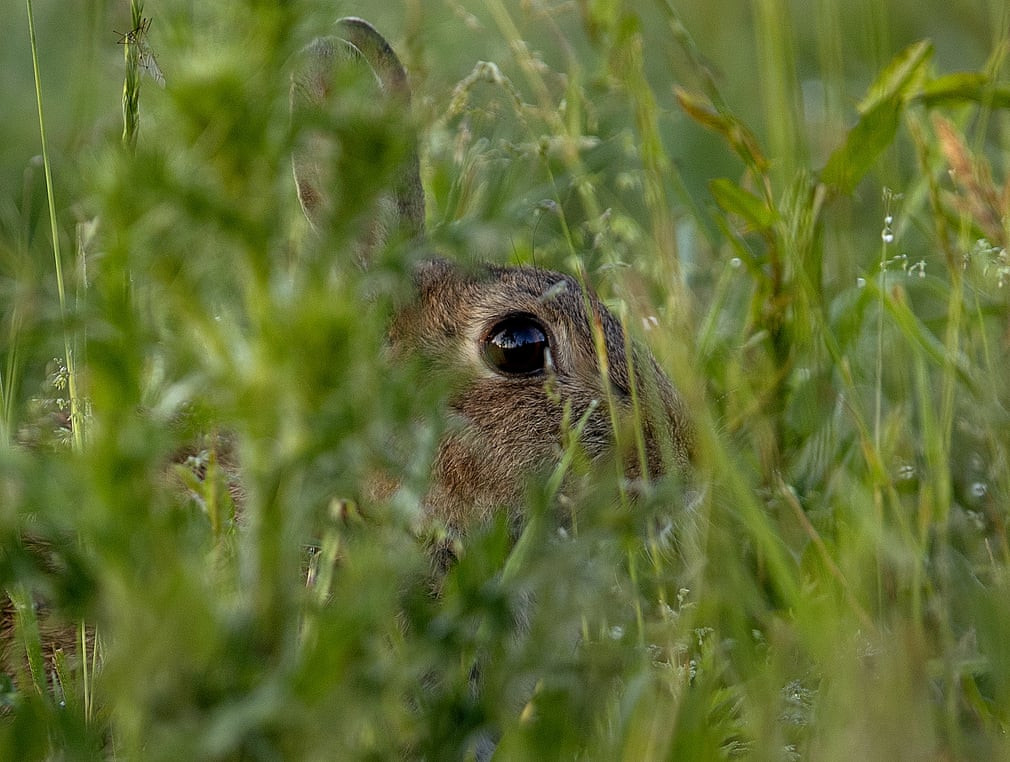 Thỏ ẩn náu trên cánh đồng cỏ ở ngoại ô thành phố Frankfurt, Đức. (Nguồn Guardian)