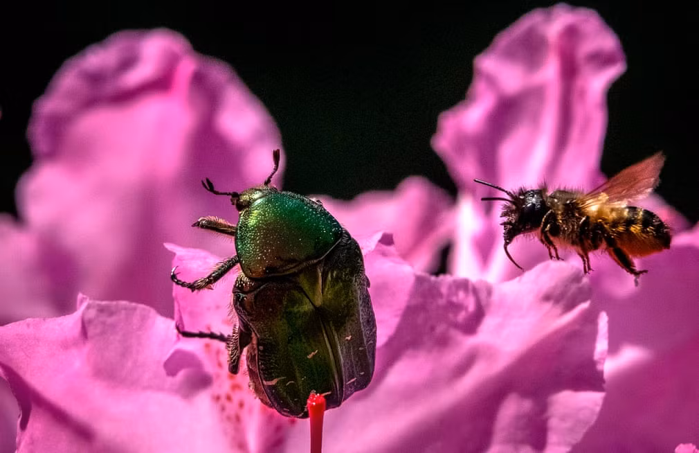 Bọ cánh cứng và ong hút phấn hoa trong khu vườn ở ngoại ô thành phố Moscow, Nga. (Nguồn Guardian)